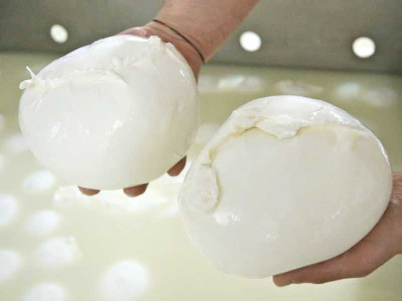 mozzarella di bufala fabrication