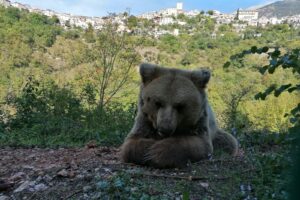 Orso : Arpino, Ceccano, Campoli Appennino e